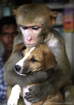 Monkey holding a puppy - photo by REUTERS/Rafiqur Rahman
