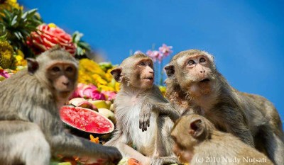 Monkey Feast in Thailand - photo by Nudy Nutsati