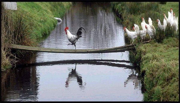 Rooster leading chickens - source: unkonwn