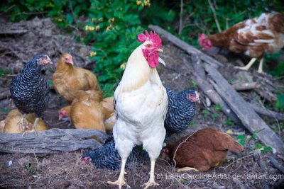 A Rooster guarding the hens while they eat
