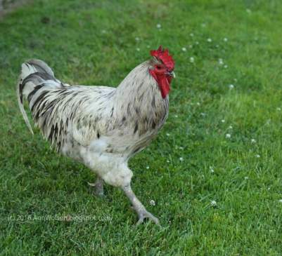 a confidence rooster - source: Sideway Views