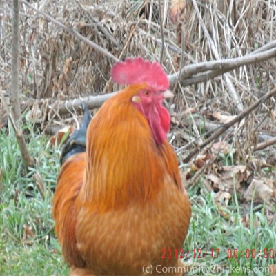 Observant Rooster - source: CommunityChickens.com