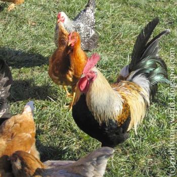 Hard Working Rooster - source: http://ruthlynnsworld.blogspot.com